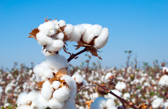 马圭省本漂县完成1千多英亩的长纤维棉花采收