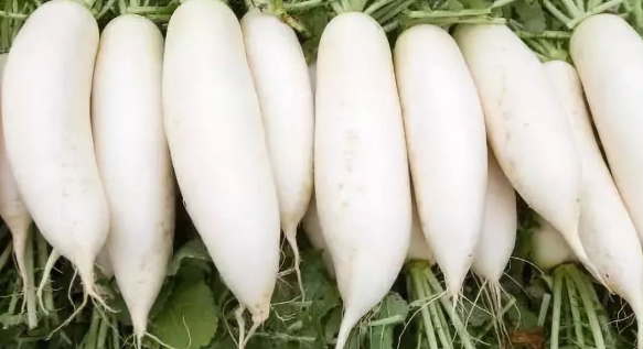 伊洛瓦底省兴实塔县区出产的白萝卜销路飙升