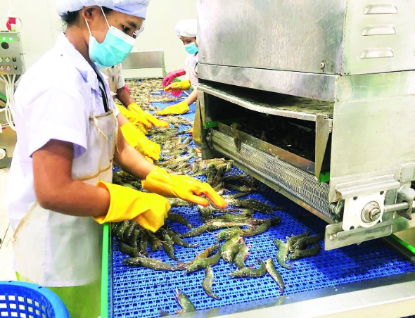 缅甸2025年虾类出口突破7000吨，创汇超2100万美元