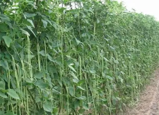 马圭省本漂县区豇豆